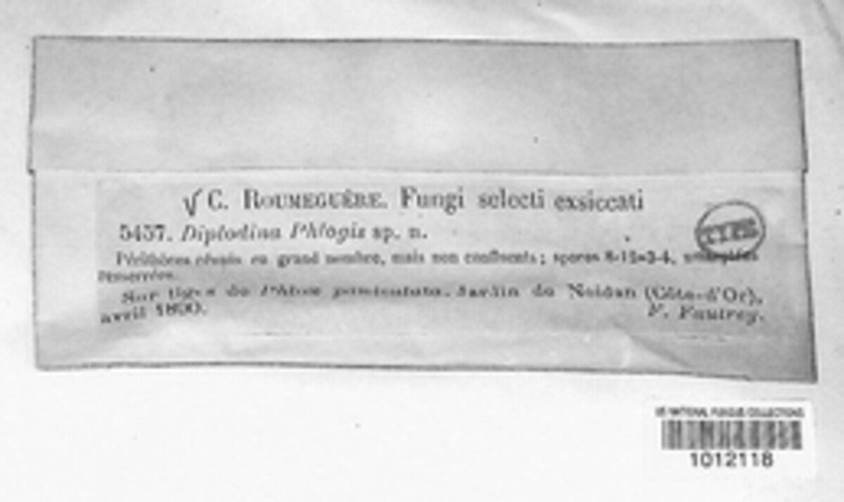 Diplodina phlogis image